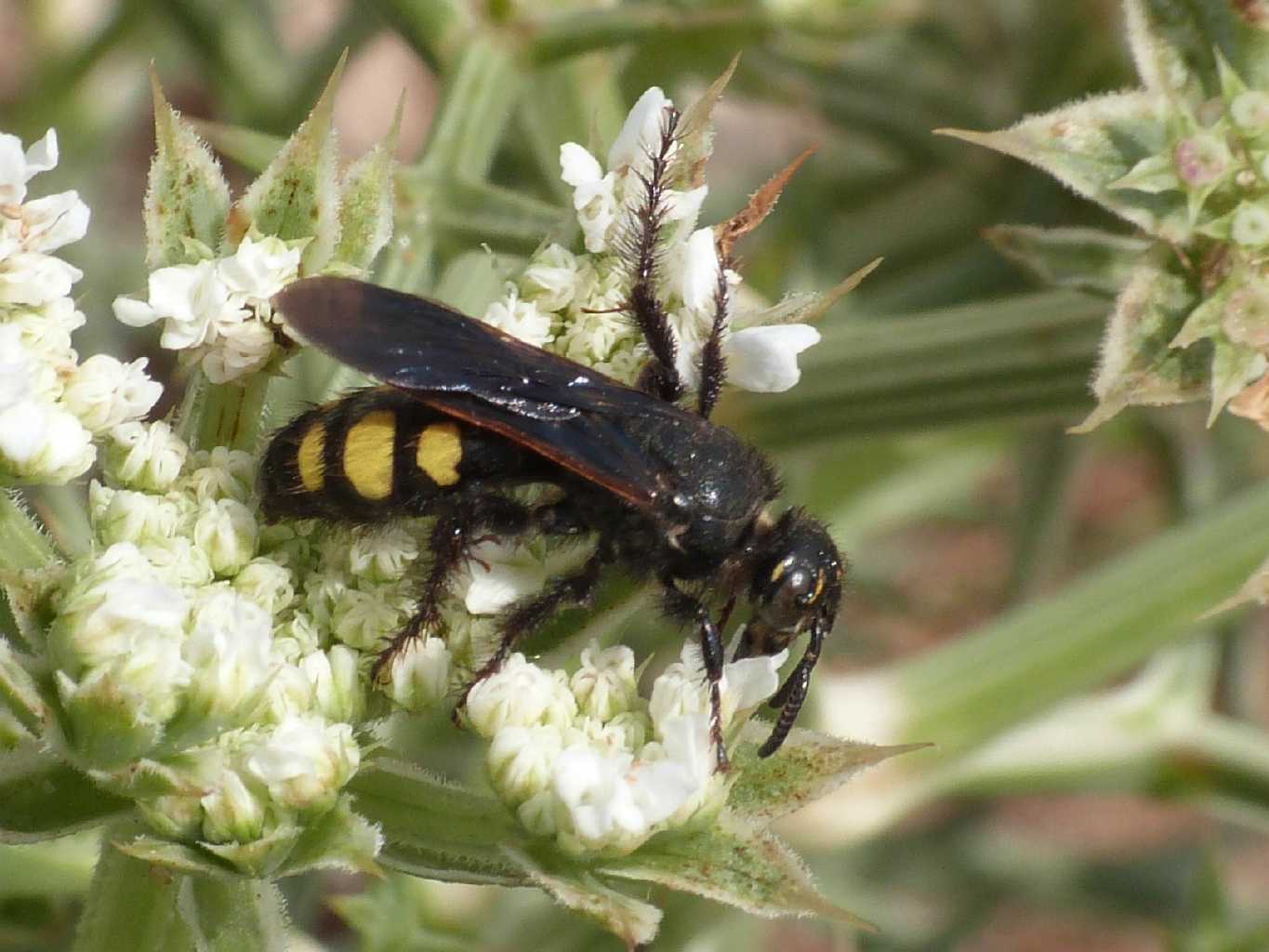 Colpa sexmaculata